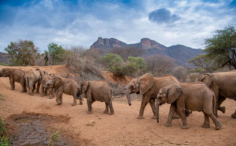 Orphan elephants sanctuary in Kenya