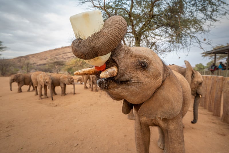 Orphan elephants sanctuary in Kenya