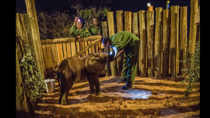 Orphan elephants sanctuary in Kenya