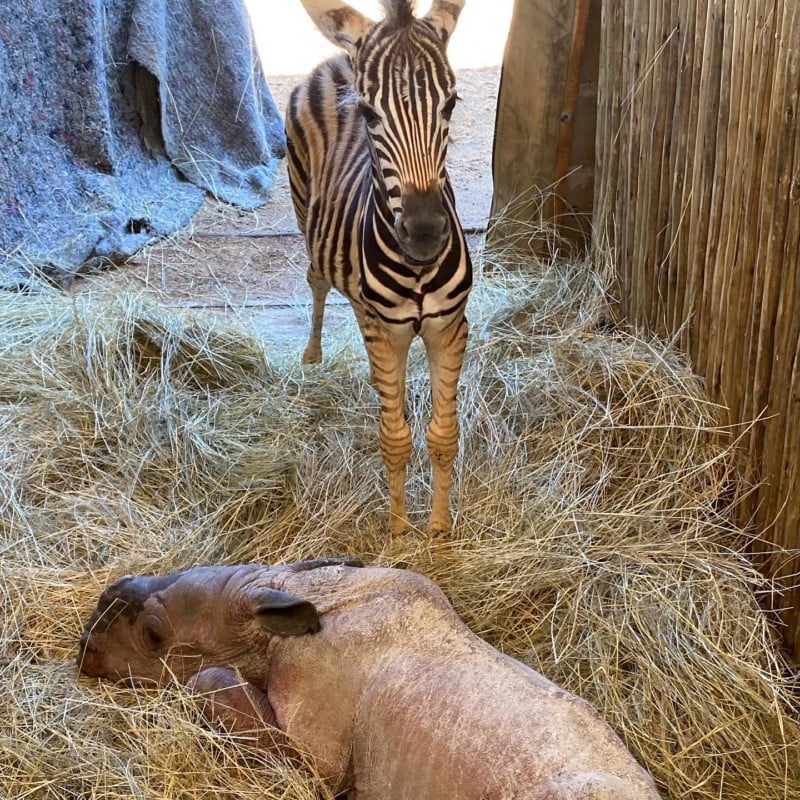 Photos of Orphaned Rhino and Zebra Babies Who Are Best Friends