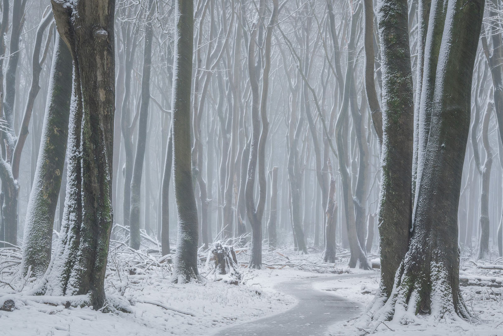 Magical Photos of a Dutch Forest Covered in Rare Spring Snow | PetaPixel