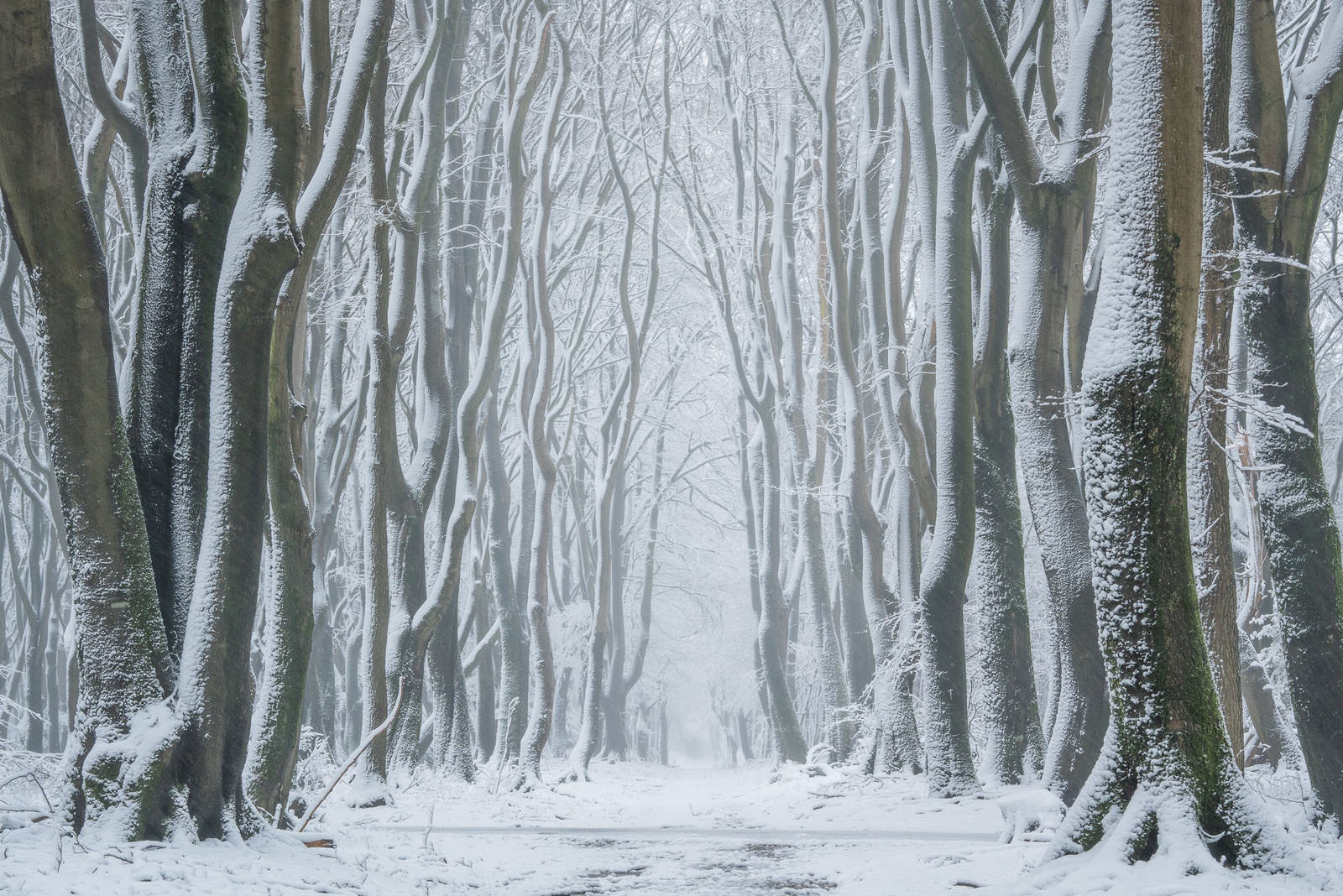 Magical Photos of a Dutch Forest Covered in Rare Spring Snow | PetaPixel