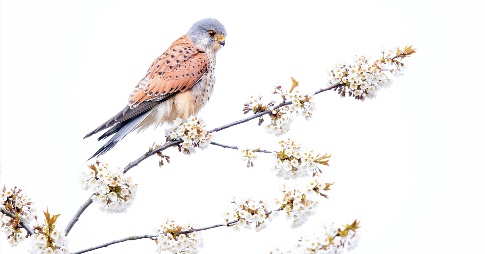A Kestrel on a Blossom Department Wins 2022 Nature Picture of the Yr