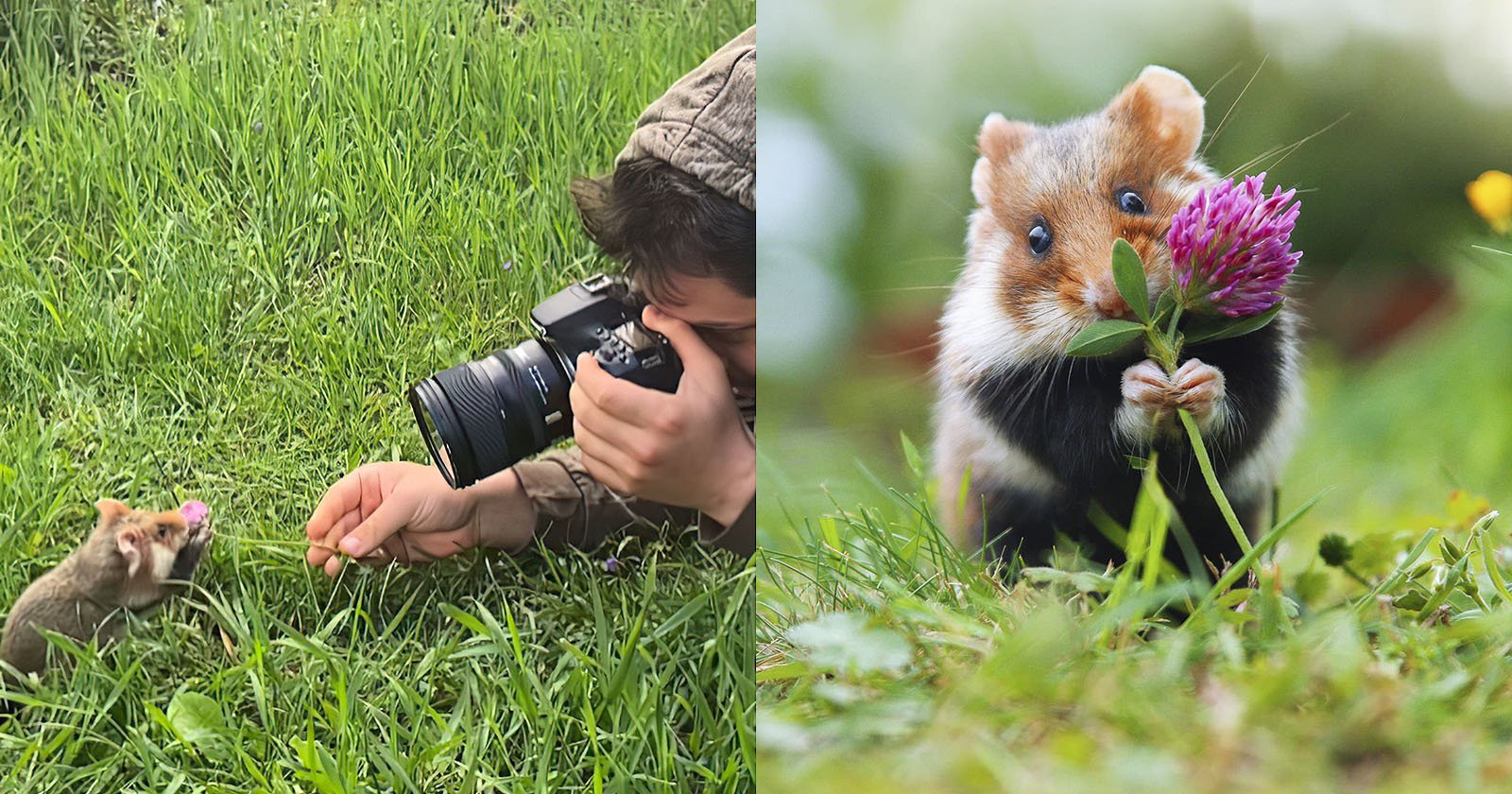 Photographer Captures the Cuteness of Wild Hamsters