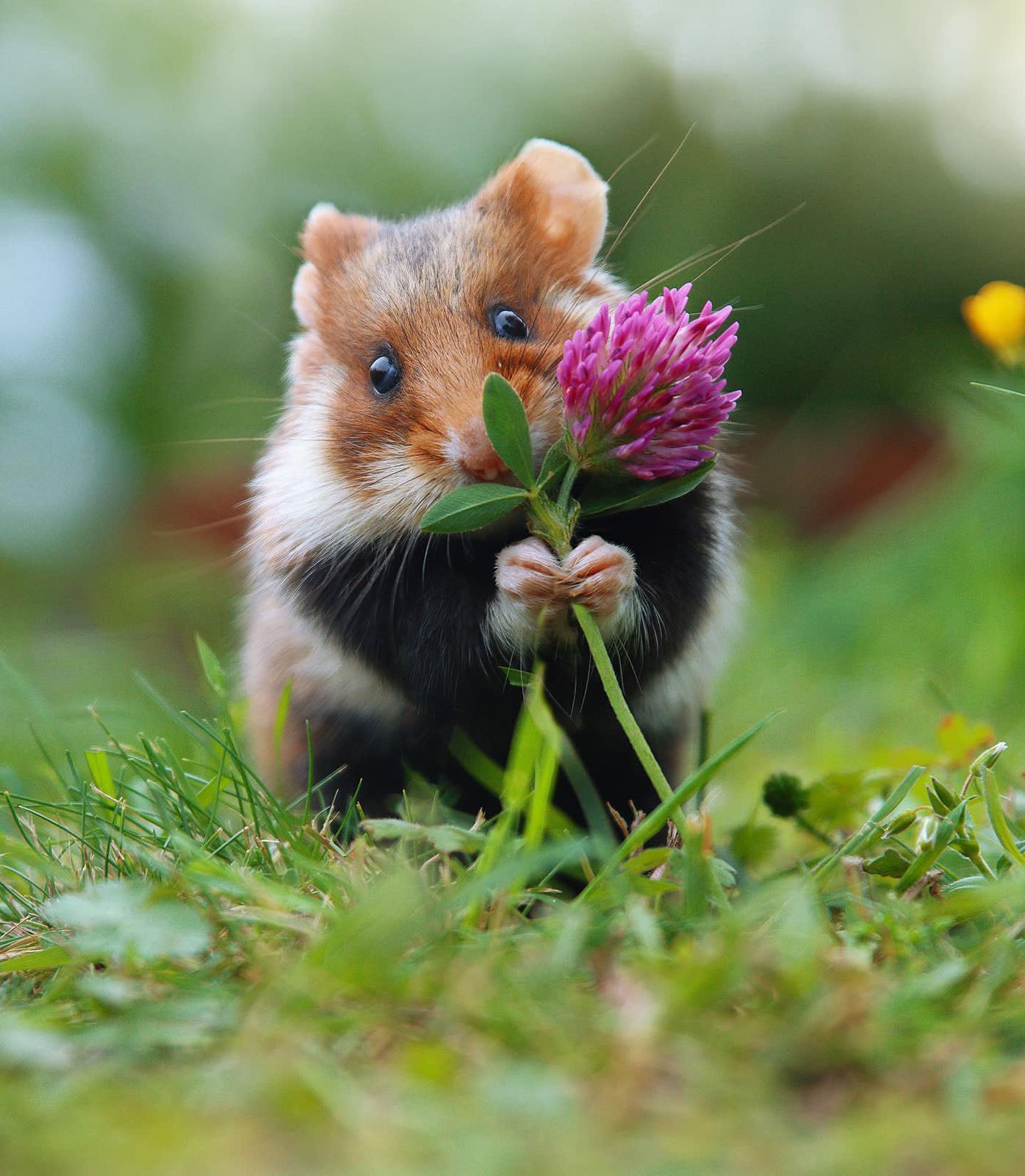 Photographer Captures the Cuteness of Wild Hamsters PetaPixel