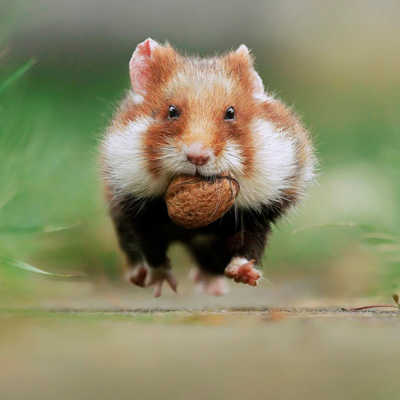 World's rarest wild hamster is now critically endangered