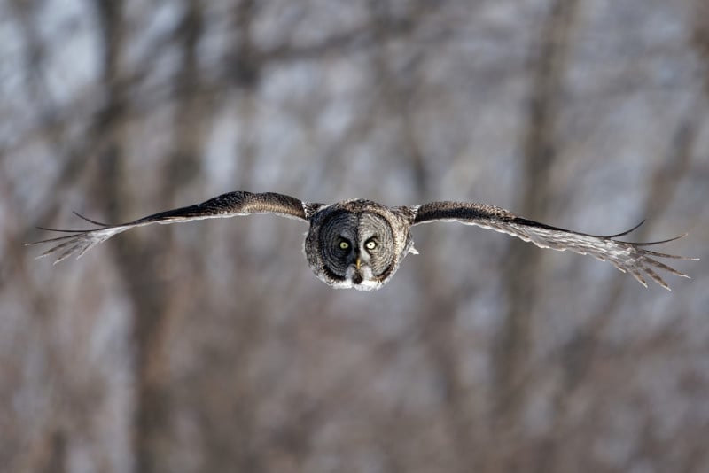 Great Grey Owl