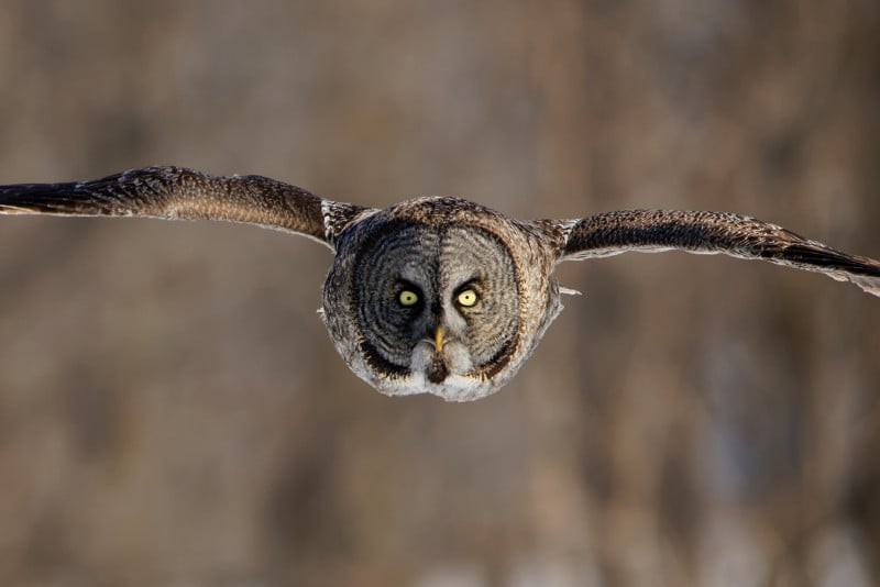 Great Grey Owl