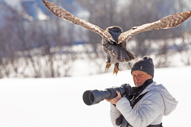 Great Grey Owl Lands on Wildlife Photographer's Camera | PetaPixel