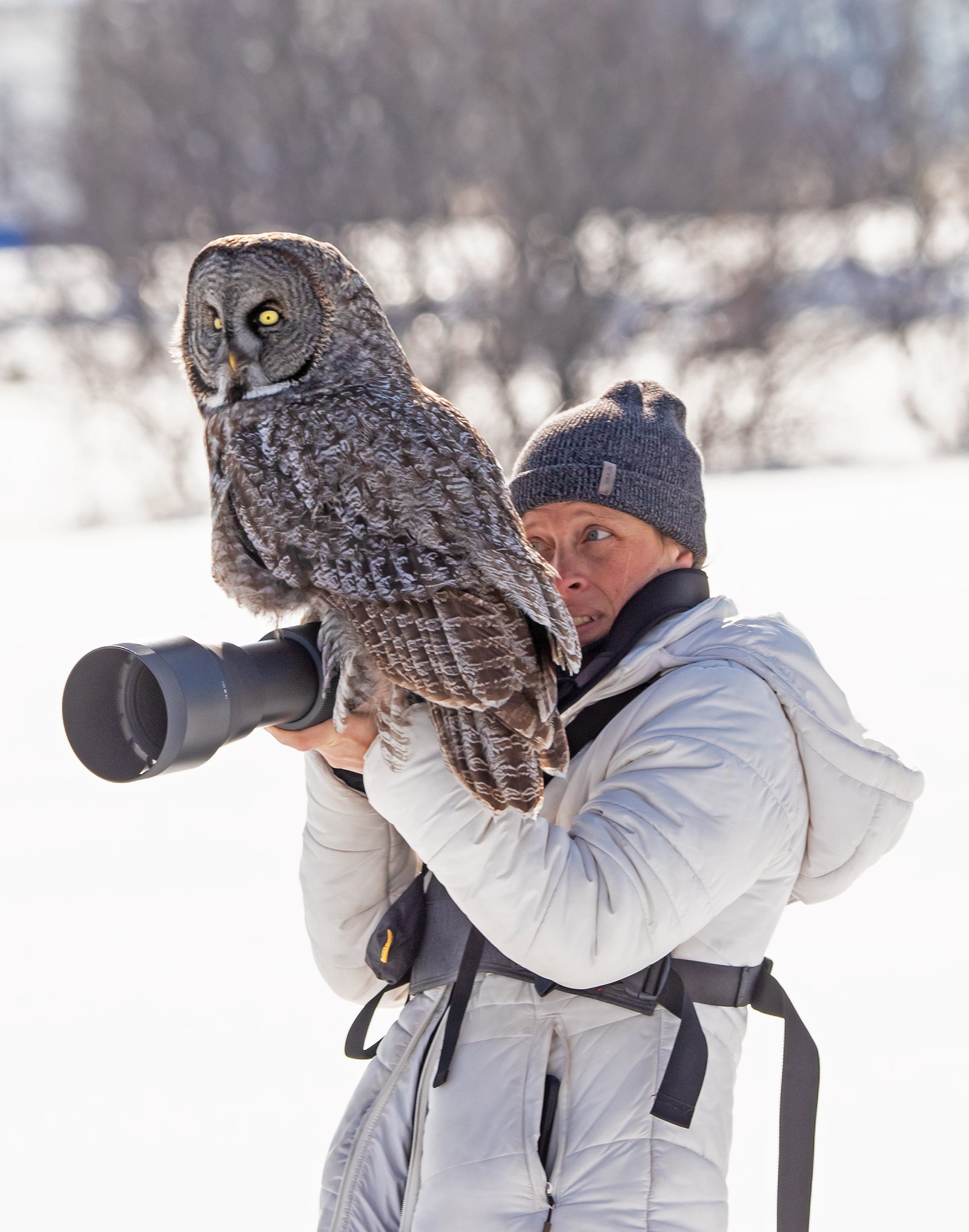 Great Grey Owl Lands on Wildlife Photographer's Camera PetaPixel