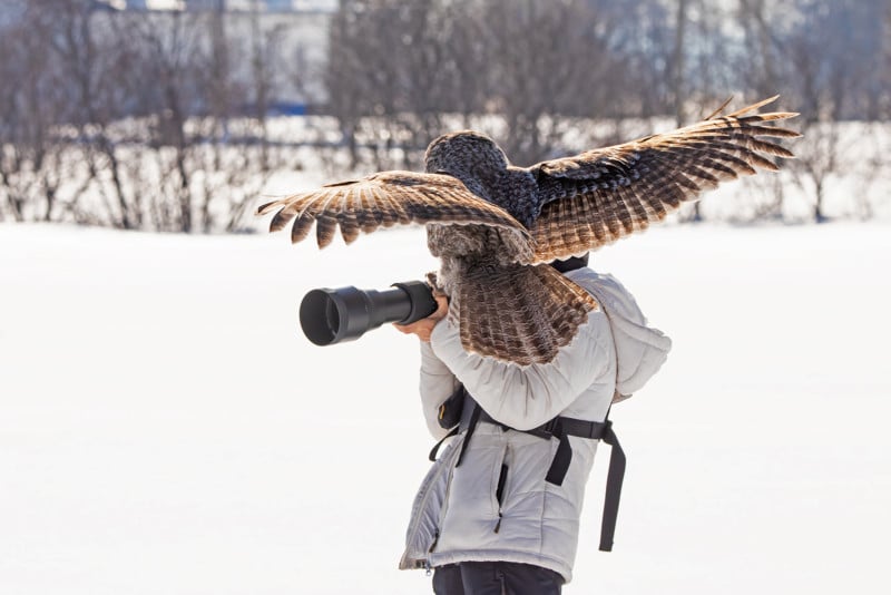 フクロウが写真家のカメラに着陸
