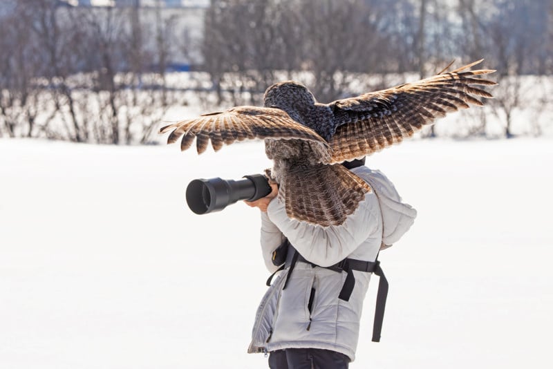 Owl Lands on Photographer's Camera