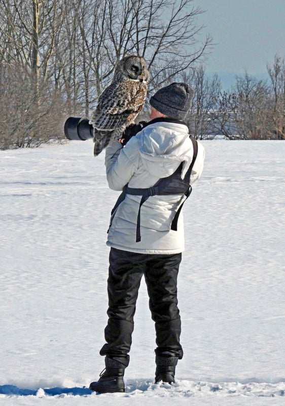 Owl Lands on Photographer's Camera