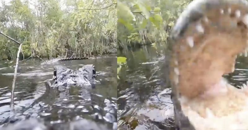 Alligator Eats Camera