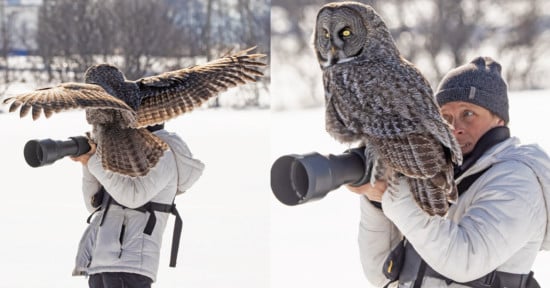 Grey Owl Lands on Photographer's Camera