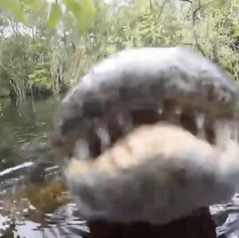 Alligator Eats Camera