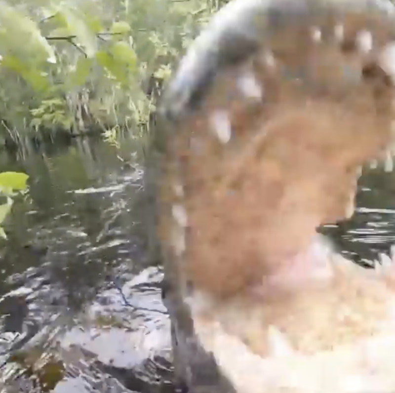 Alligator Eats Camera