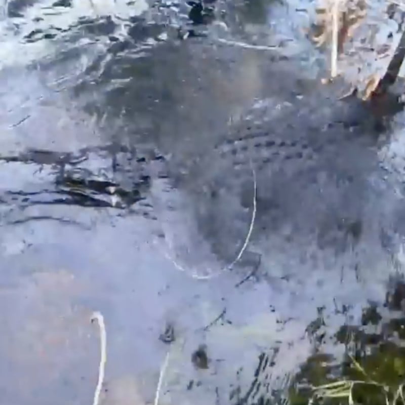 Alligator Eats Camera