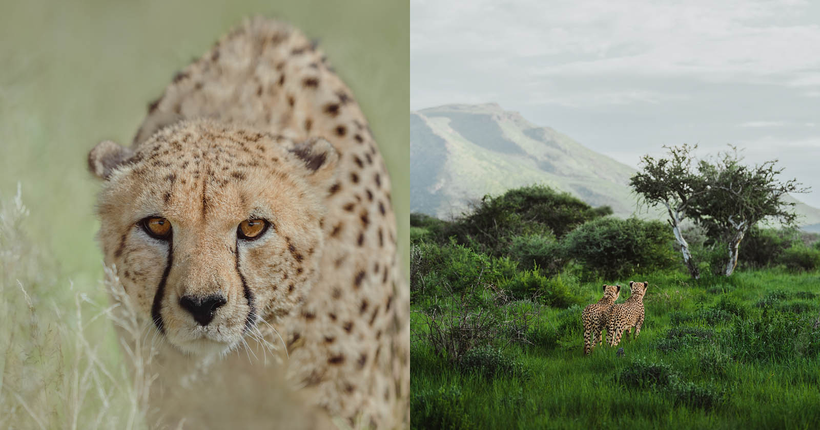 A Wildlife Photographer Turns His Lens on Cheetah Conservation | PetaPixel