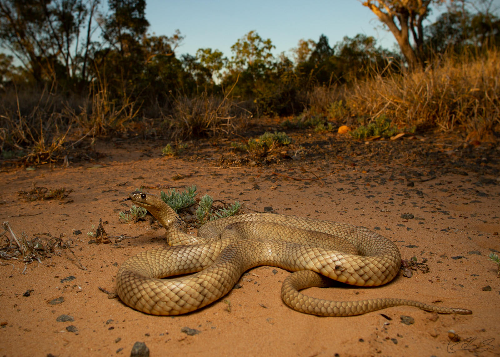 How We Track Down and Very Carefully Photograph Australia’s Elusive ...