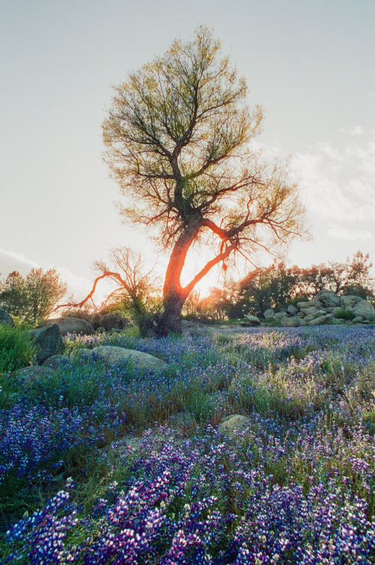 6 Different Ways to Easily Transfer an Image - Wildflowers and Wanderlust