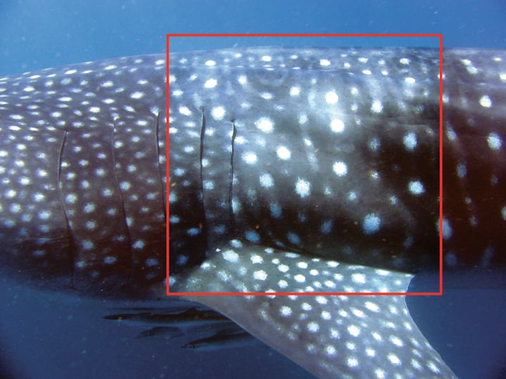 An Algorithm for Mapping Stars is also Used to Track Whale Sharks ...