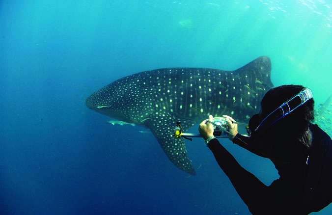 Whale Shark Patterns