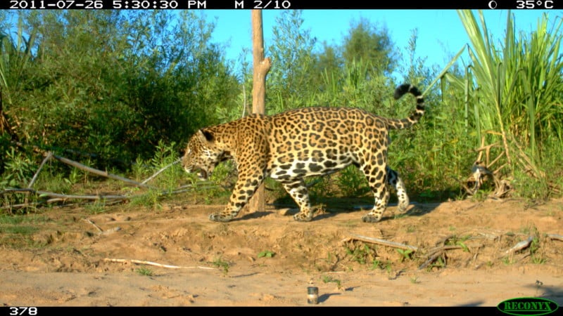 WCS Camera Trap 