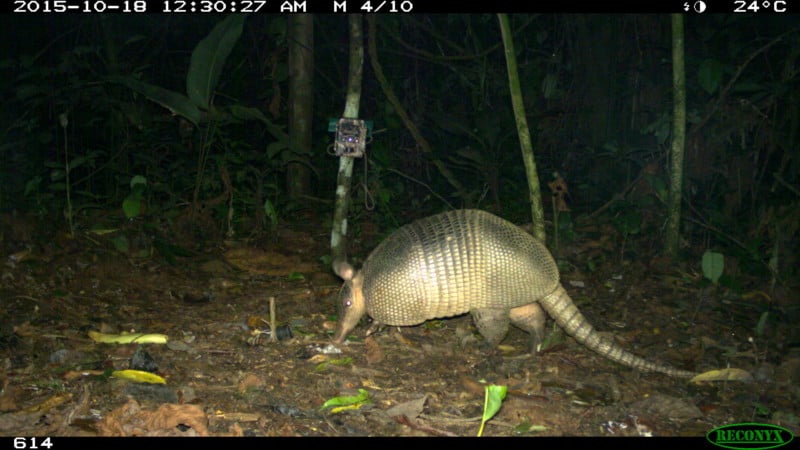 WCS Camera Trap 