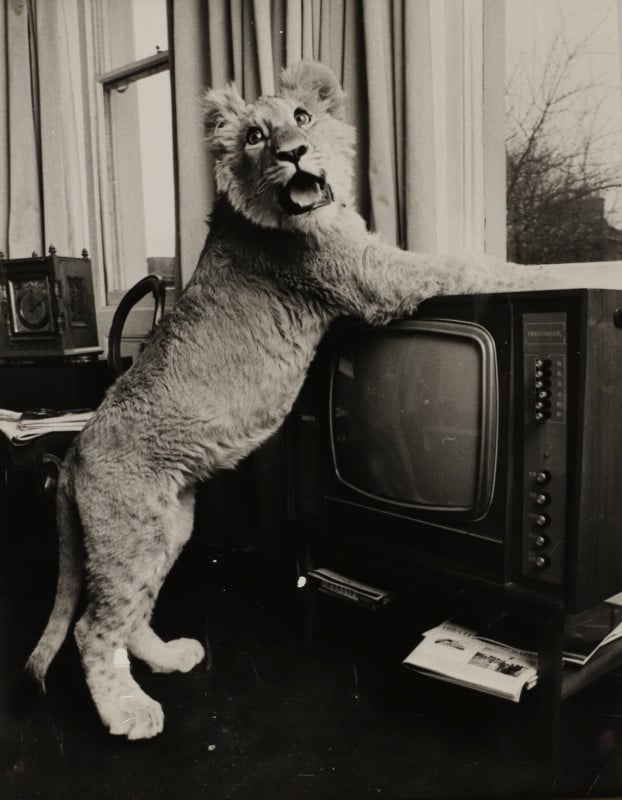 Amazing Photos of a Lion Living in Swinging 60s London to be Auctioned