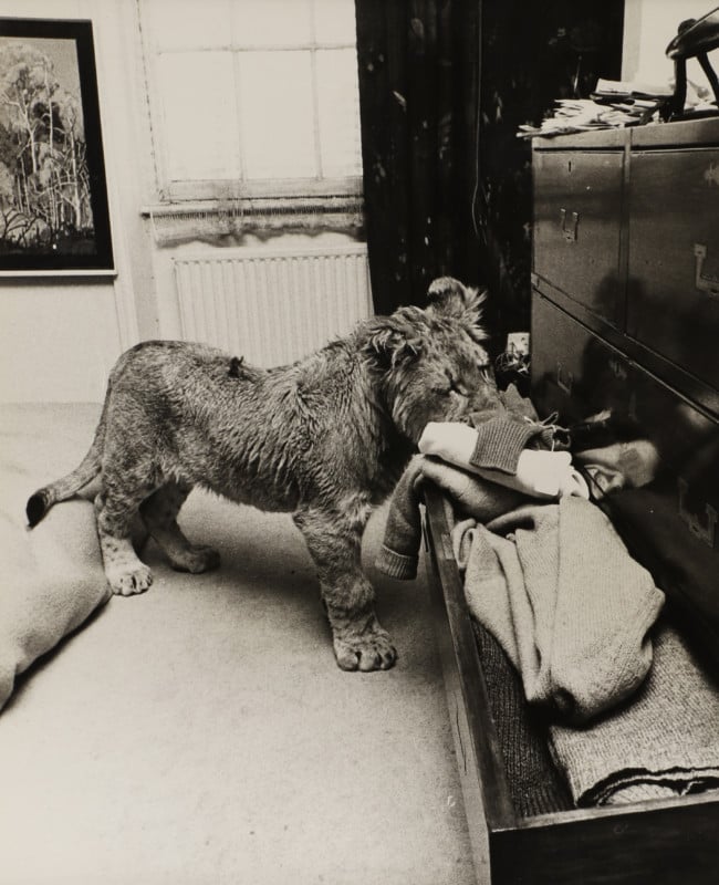 Amazing Photos of a Lion Living in Swinging 60s London to be Auctioned