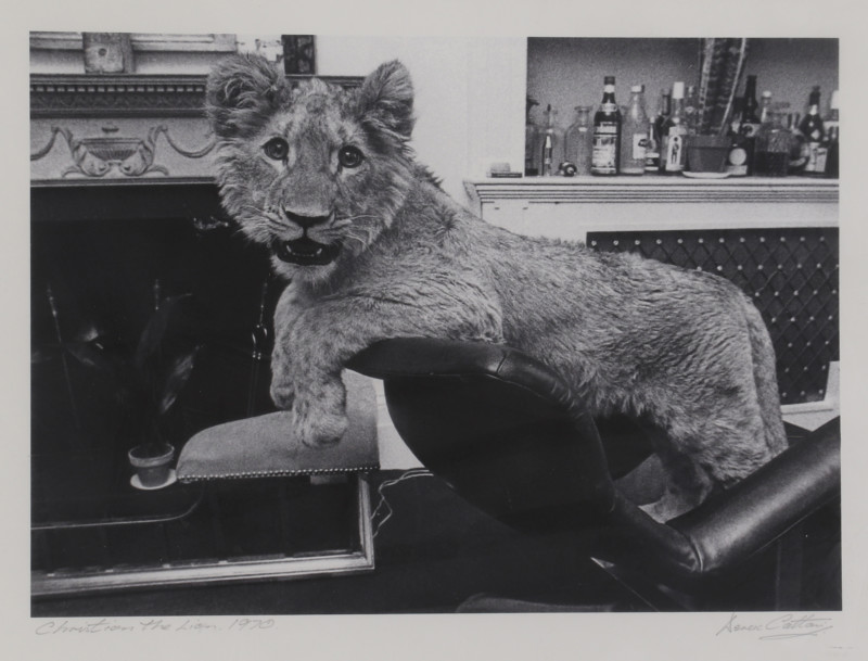 Amazing Photos of a Lion Living in Swinging 60s London to be Auctioned