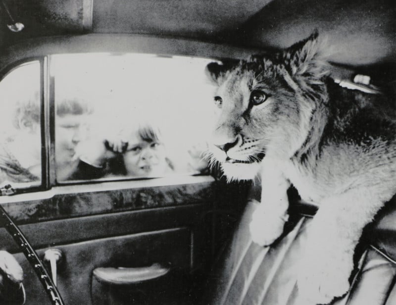 Amazing Photos of a Lion Living in Swinging 60s London to be Auctioned
