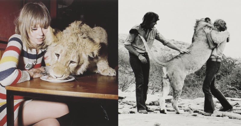 Amazing Photos of a Lion Living in Swinging 60s London to be Auctioned