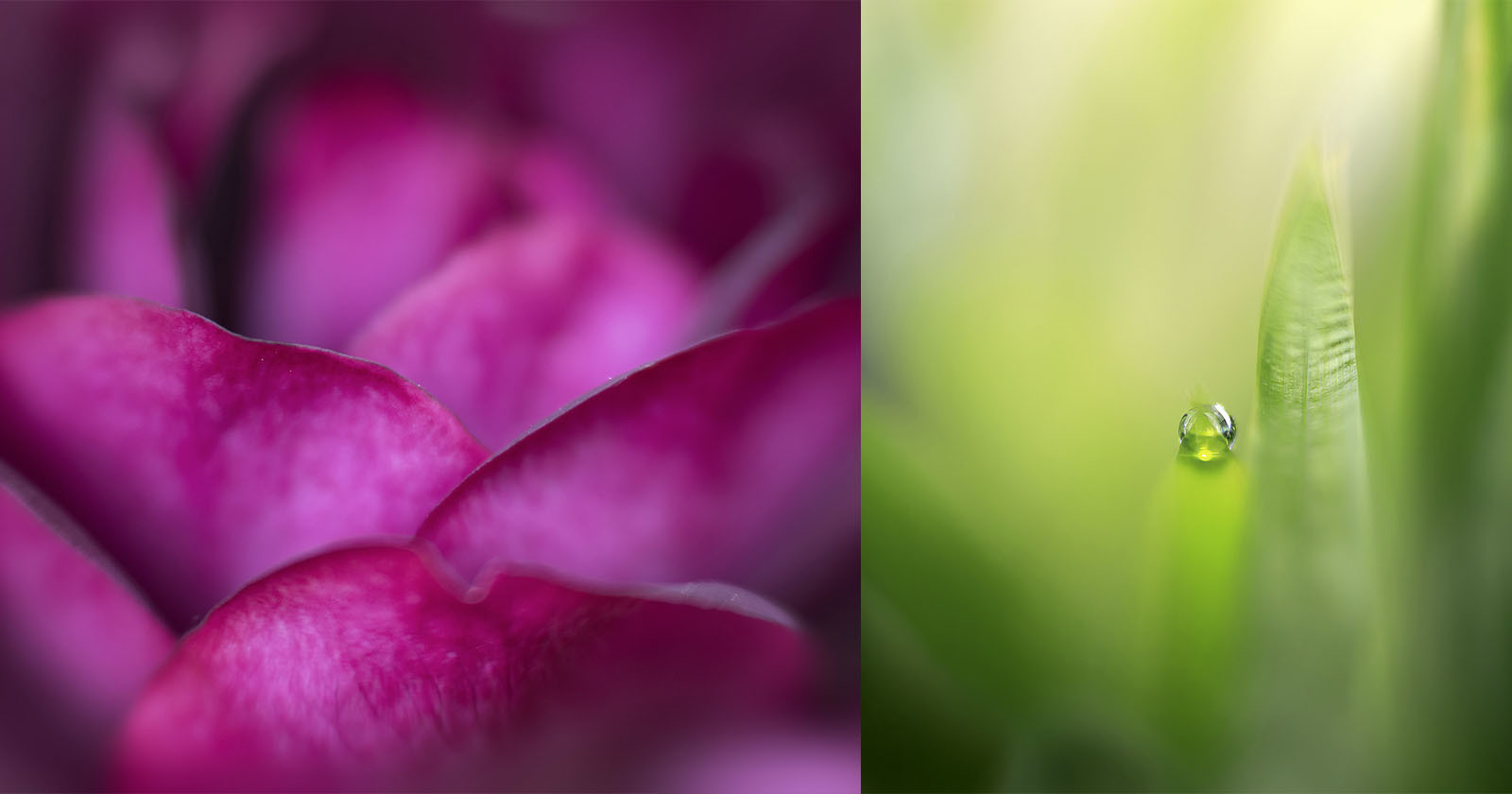 macro shots taken by a blind photographer