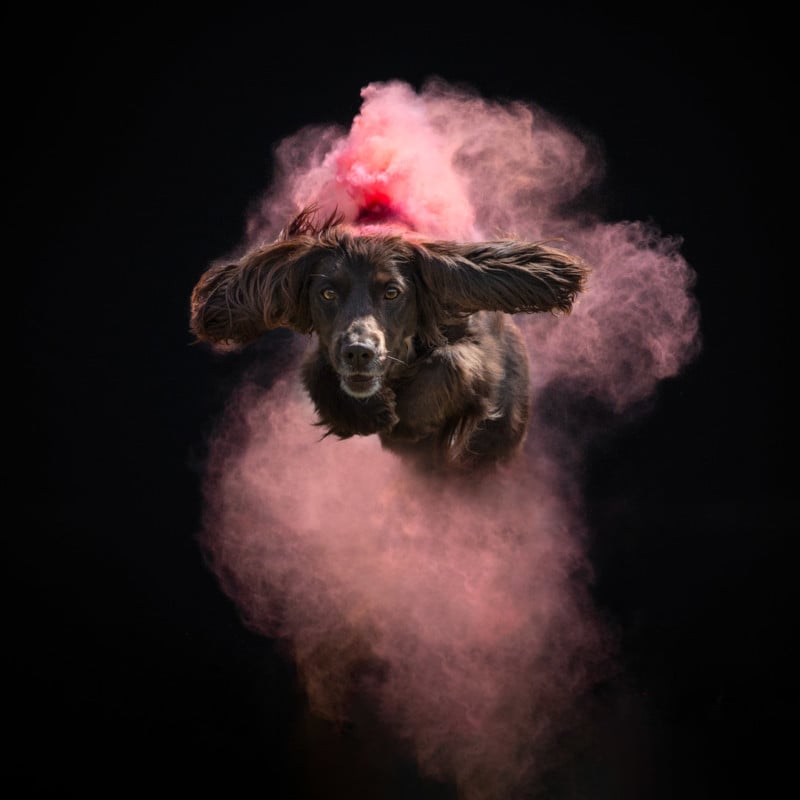 Breathtaking Photos of Airborne Dogs Highlighted by Colorful Holi Paint