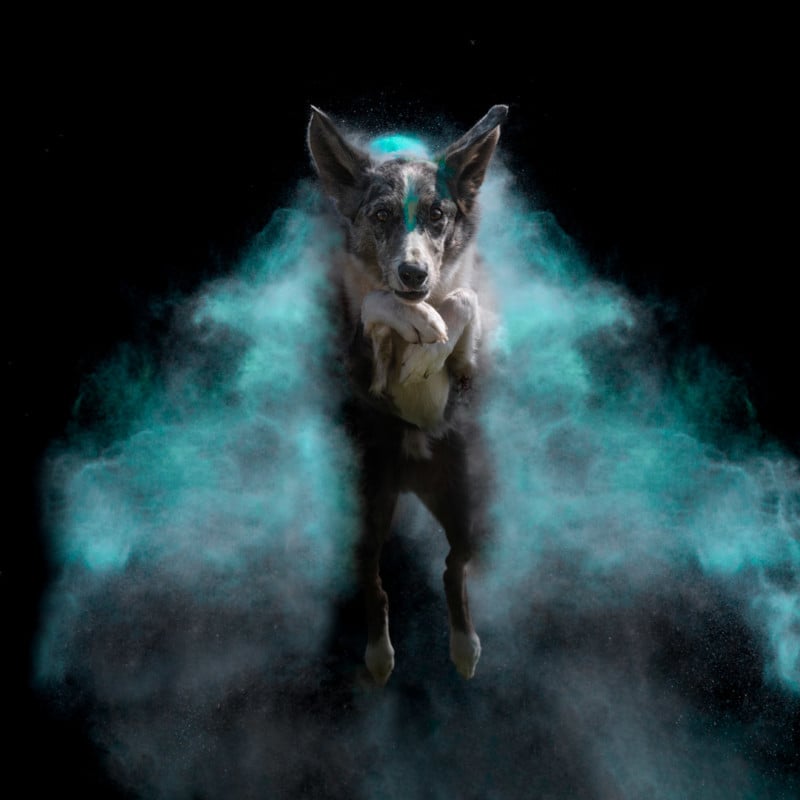 Breathtaking Photos of Airborne Dogs Highlighted by Colorful Holi Paint