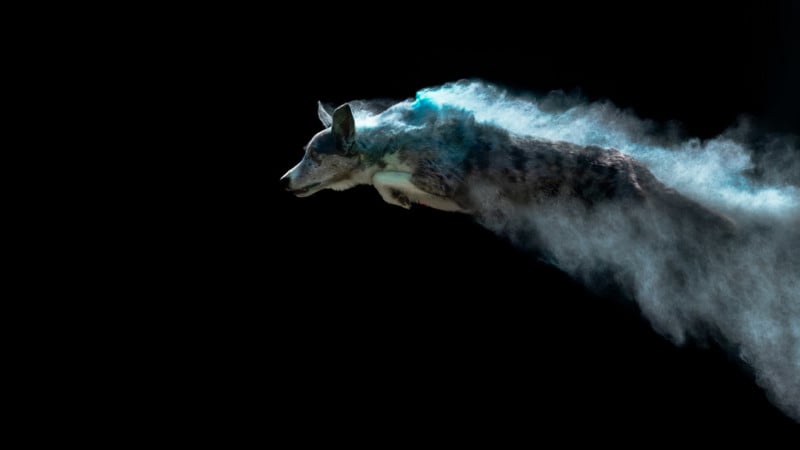 Breathtaking Photos of Airborne Dogs Highlighted by Colorful Holi Paint