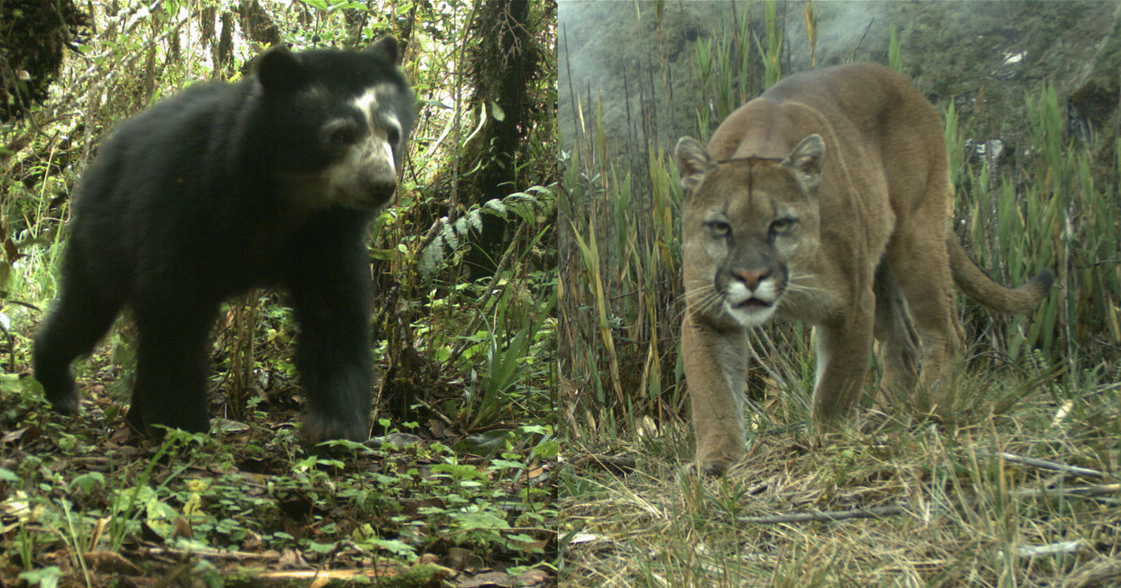 Camera Traps Capture the Largest-Ever Photo Study of Amazon Wildlife