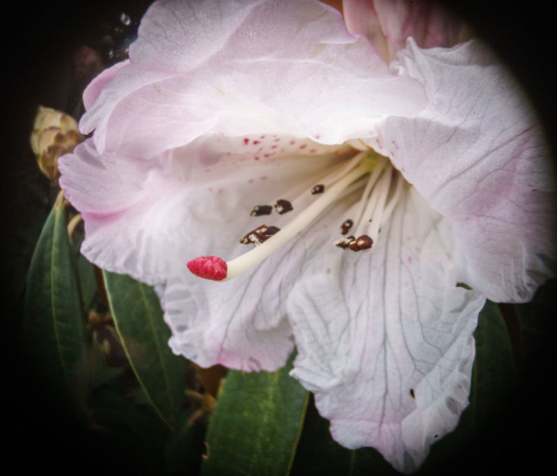 stigma of red rhododendron