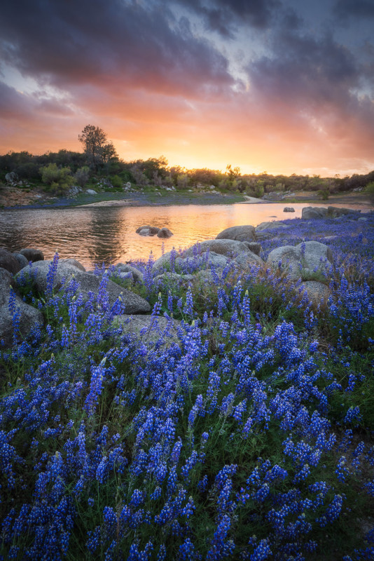 Wildflowers