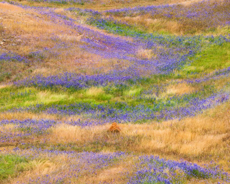 Wildflowers