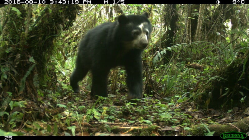 WCS Camera Trap