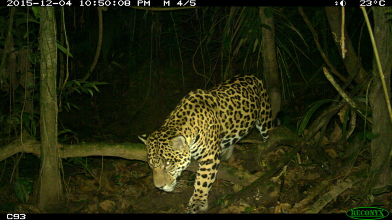 WCS Camera Trap