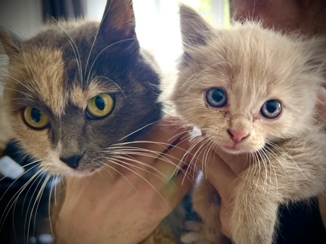 Two rescue kittens