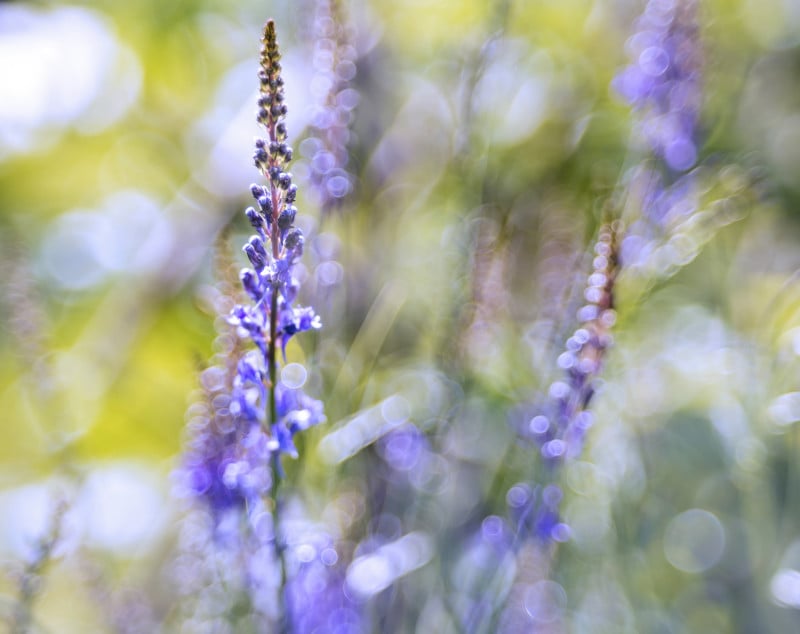 Macro shot taken by a blind photographer