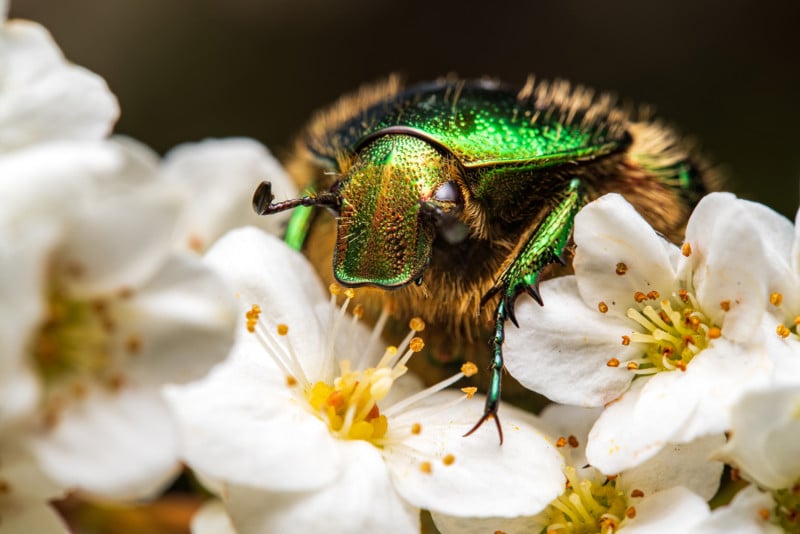 90mm f/2.8 2x Ultra Macro