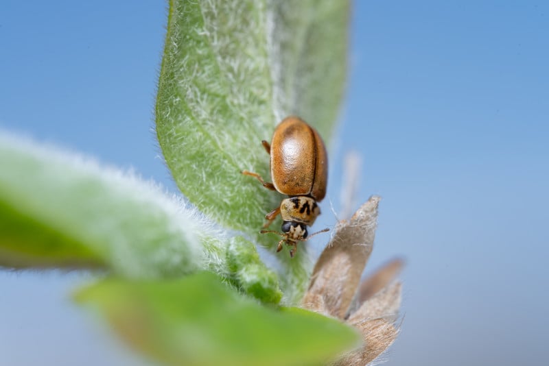 90mm f/2.8 2x Ultra Macro