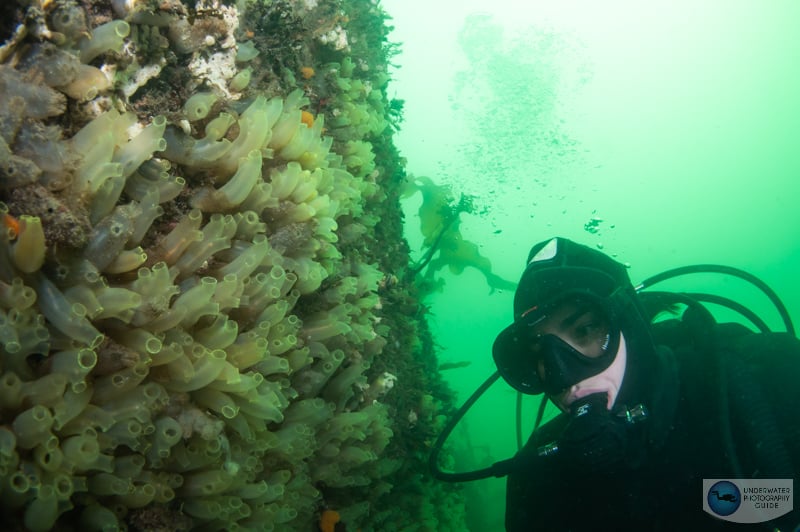 Gulf of Maine Underwater