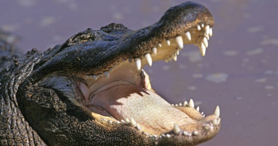 Alligator Eats $100,000 Birkin Bag in Tyler Shields Shoot